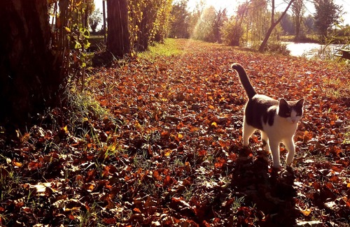 Badia Polesine Maison | Green Room ... nature et détente entre chevaux au pâturage ...