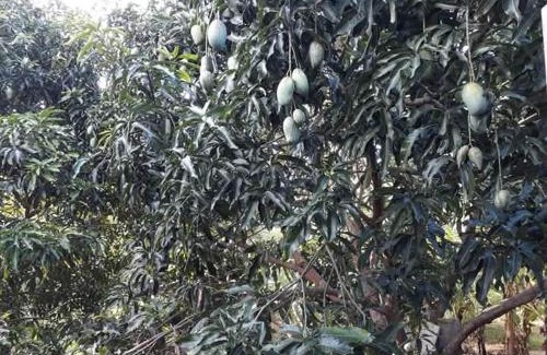 Dambulla Maison | Green View