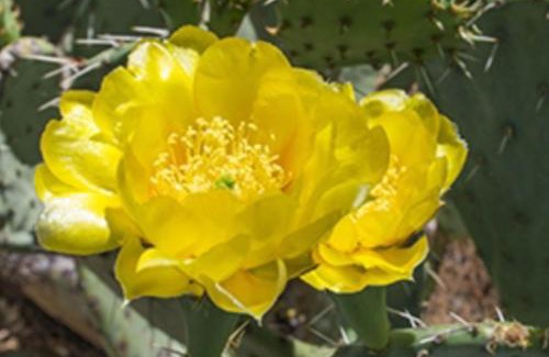 Tucson Appartement | Greens at Ventana Canyon #13105