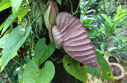Pacto Autre | Guayabo Verde