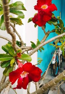 Hulu Kinta Appartement | Hanaa Homestay Meru Ipoh