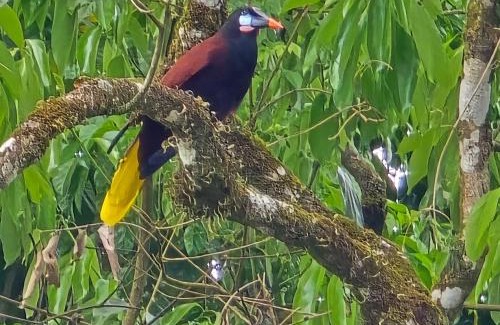 Arenal Cabine | Happy Paradise Lodge