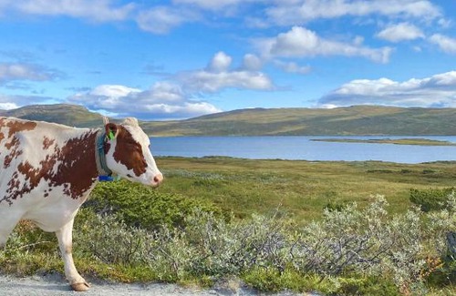 Oystre Slidre Appartement | Haugseter Fjellstue