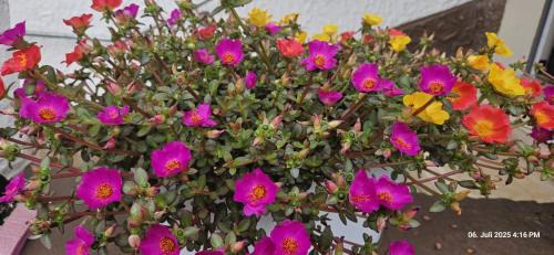 Eppenbrunn Appartement | Haus Pusteblume