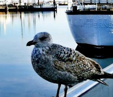 Barth Maison | Hausboot Smaragd mit großem Sonnendeck und inklusive Wäschepaketen