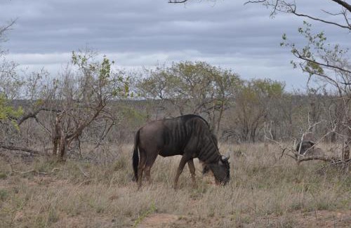 Hazyview Cabine | Hazyview Buffalo Game Lodge