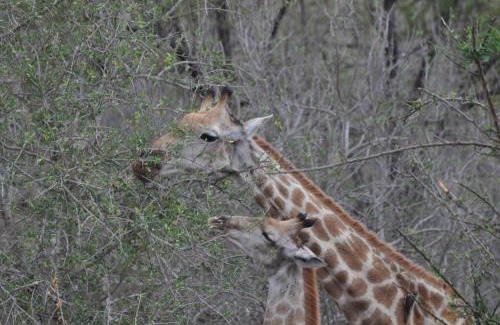 Hazyview Cabine | Hazyview Buffalo Game Lodge