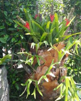 Aracatuba Maison | Hibisco Rosa Aluguéis