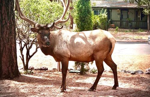 Payson Maison | Hidden Gem Retreat in the Heart of Payson