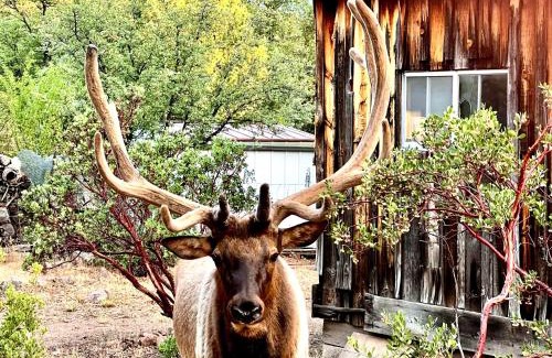 Payson Maison | Hidden Gem Retreat in the Heart of Payson