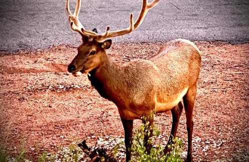 Payson Maison | Hidden Gem Retreat in the Heart of Payson