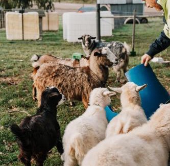 Penguin Maison | Hideaway Farmlet Romantic Cottage with Miniature Goats