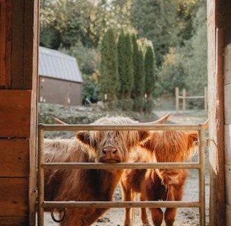 Marmot Maison | Highland Farms - Your Private Forest Farm