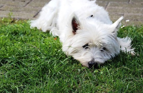 Dissen-Striesow Maison | Holiday home FraDo - holiday home, living room, bedroom, kitchen, shower/toilet and terrace