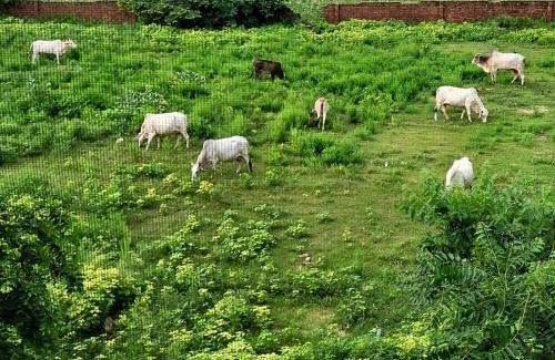 Govardhan Appartement | Home Stay with Giriraj View I On Parikrama Marg I 5 mins to ISKCON & Daan Ghati