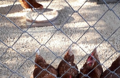 Siggiewi Maison | Homerez - Jolie maison à 2 km de la plage pour 4 pers. avec jardin à Siġġiewi