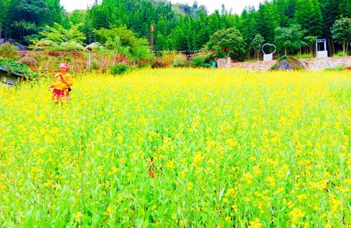 Van Chan Maison | homestay phô núi suôi giang