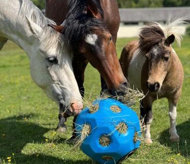 Villalet Appartement | Horse Cottage