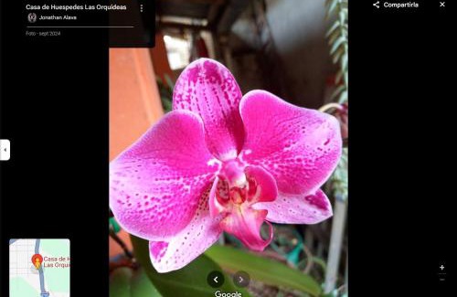 Tarapoa Appartement | Hostal las orquideas