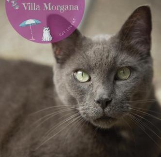 Viareggio Hôtel | Hotel Villa Morgana
