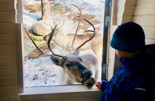 Espoo Cabine | Igluhut sleeping with reindeer