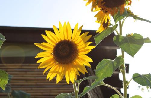 Fluminimaggiore Maison | Il Girasole Alloggio
