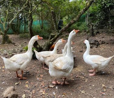 Santiago Maison | Jicote finca de ecoturismo