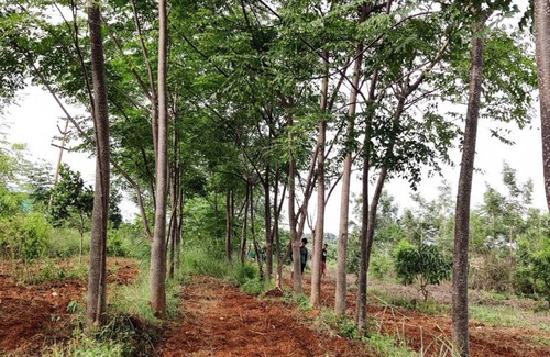 Denkanikota Location De VR | JoE- Amidst Nature campground in Thalikothanur - CAMPSITE 2