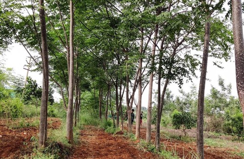 Denkanikota Location De VR | JoE- Amidst Nature campground in Thalikothanur - CAMPSITE 3