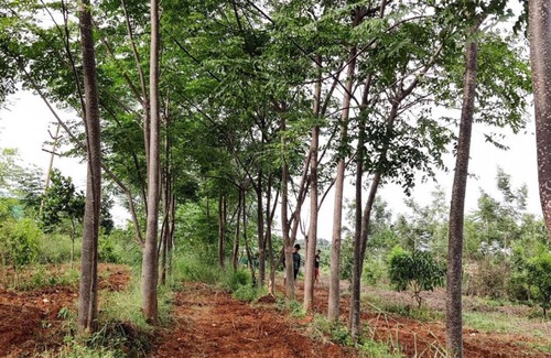 Denkanikota Location De VR | JoE- Amidst Nature campground in Thalikothanur - CAMPSITE 4