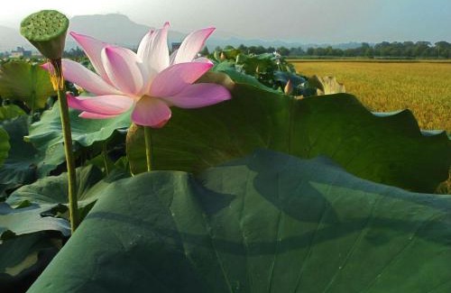 Baihe Lit Et Petit-Déjeuner | Joel's Garden 悠爾庭園古厝民宿