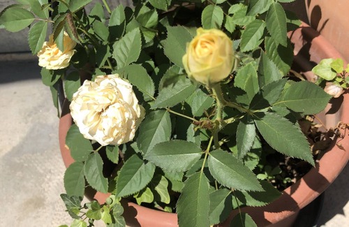 Pavia Appartement | Joy of yesterday: Zia Ninìn, a country relaxing place in Northern Italy!
