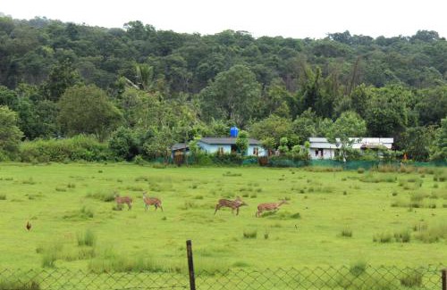 Naduvattam Maison | Jungle Homestay near Bandipur Mudumalai Masinagudi
