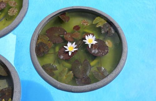 Chejilipes Appartement | Jungle Paradise