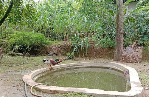 Darjeeling Maison | Kaafal Homestay