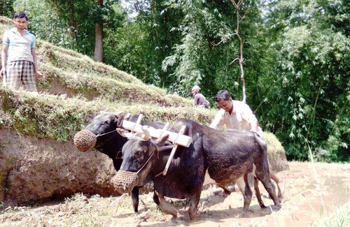Kalimpong Maison | Kalimpong Village Retreat