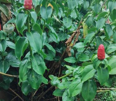Le Morne-Rouge Maison | KAN'DLO