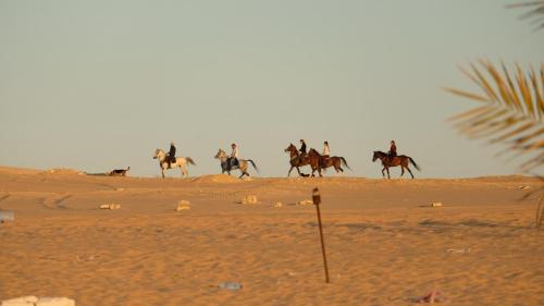 Siwa Appartement | Karam Siwa Camp