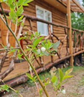 Gorbea Maison | Karu-Terra cabin