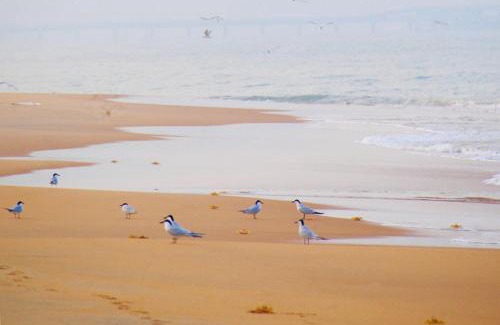 Alankuda Villa | Khomba Beach House
