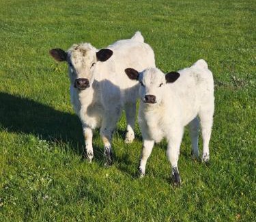 Leopold Maison | Kilmoyla Farm Stay