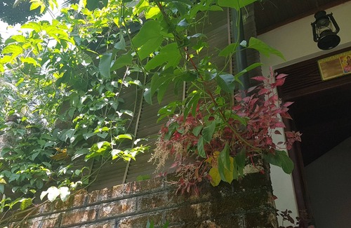 Matale Maison | Knuckles view bungalow