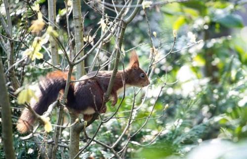 Doldersum Maison | Knus boshuisje middenin de natuur