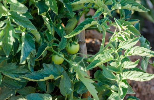 Vlatos Maison | Ktima Abella ✩ Organic Garden ✩ Absolute Privacy
