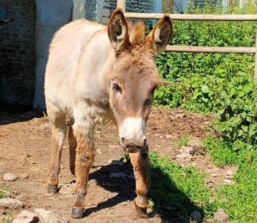 Chicheboville Maison | L'Apto - Gîtes à la ferme - Jardin avec plancha