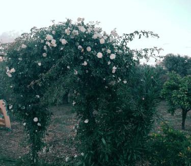 Giba Maison | La Casa Delle Rose 2