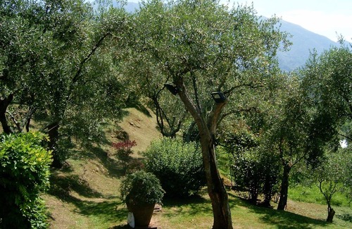Camaiore Maison | La Casa tra gli Ulivi - Discounts depending on length of stay.