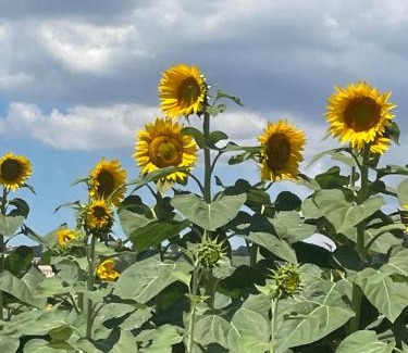 Bettolelle Appartement | La casetta di marzapane casa-natura