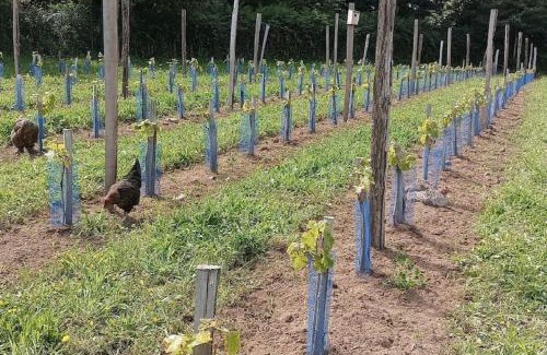 Pouldergat Maison | La Clef des Champs, gîte à la ferme au pied des vignes, Finistère sud !