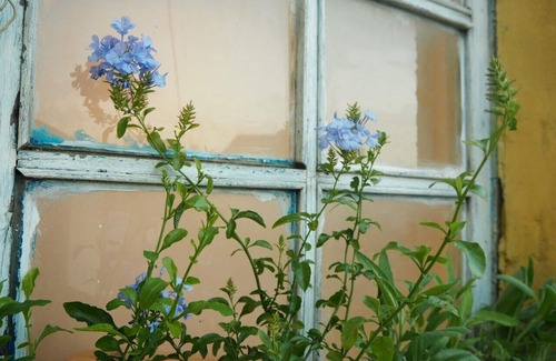 Da Lat Appartement | La Vie est Belle - Dalat